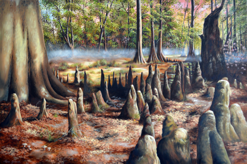 Cypress Knees (Flat Creek)